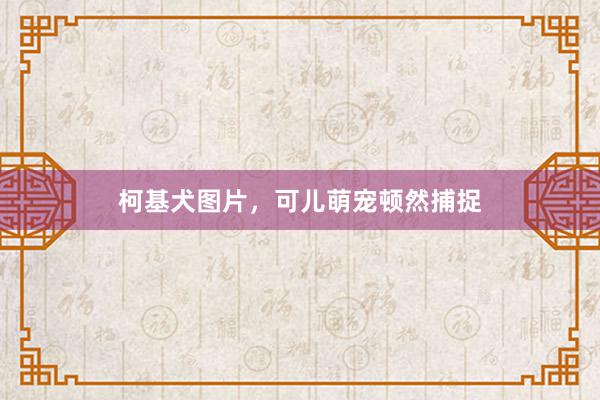柯基犬图片，可儿萌宠顿然捕捉